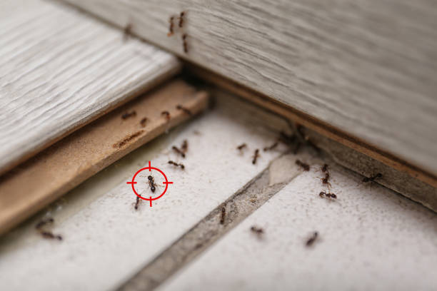 Best Commercial Pest Control Services  in Hawthorne, CA